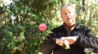 Pruning Camellias